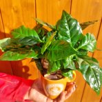 Kávovník arabský (Coffea Arabica) - výška 10-15 cm, kont. C1L - V HRNČEKU
